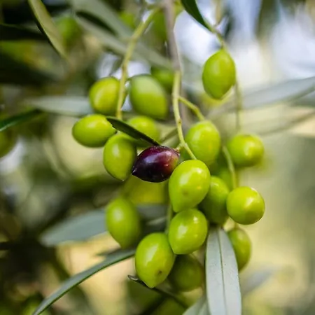 Sunny Two - Cozy Garden Escape *